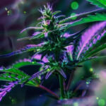 The Healing Power of Cannabis for PTSD Relief