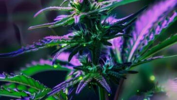 The Healing Power of Cannabis for PTSD Relief