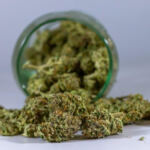 The Bud Boom: Tracking the Rise of the U.S. Cannabis Market