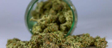 The Bud Boom: Tracking the Rise of the U.S. Cannabis Market