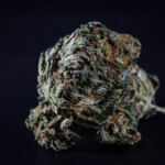 High on News: Latest Updates in the Cannabis Industry