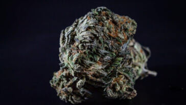 High on News: Latest Updates in the Cannabis Industry