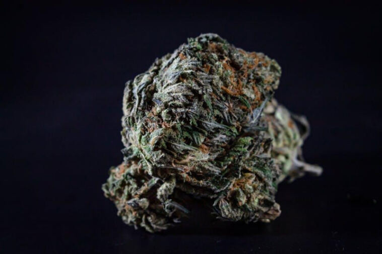 High on News: Latest Updates in the Cannabis Industry