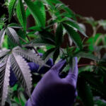 Cultivating Cannabis: Strategies for Maximum Yield
