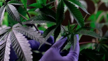 Cultivating Cannabis: Strategies for Maximum Yield