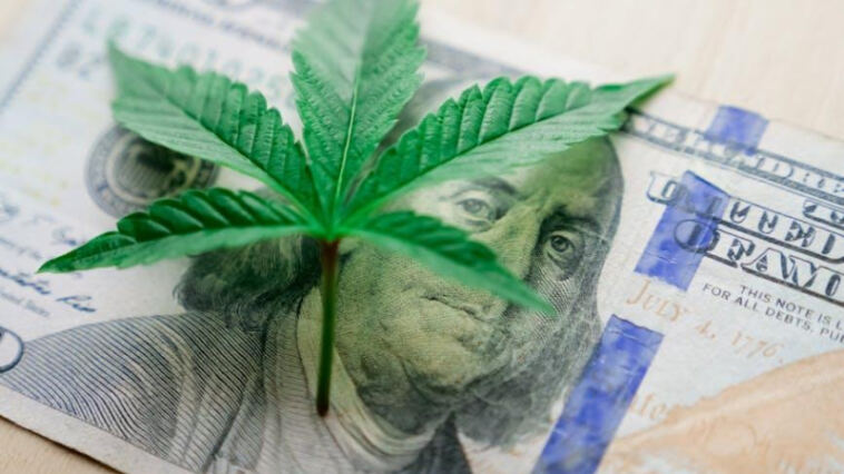 Cultivating Inclusivity: A Look at Diverse Cannabis Business Owners