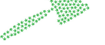 High Hopes: The Latest on Cannabis Legalization