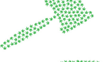 High Hopes: The Latest on Cannabis Legalization