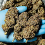 Exploring the Influence of Cannabis on Sports Performance