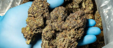 Exploring the Influence of Cannabis on Sports Performance