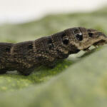 High Times: Global Hotspots for Cannabis Enthusiasts