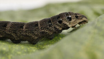 High Times: Global Hotspots for Cannabis Enthusiasts