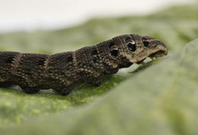 High Times: Global Hotspots for Cannabis Enthusiasts