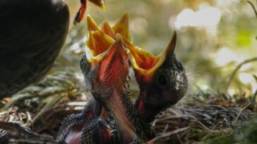 Mastering the Art of Cannabis Breeding