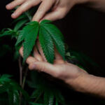 Elevating Organic Cannabis with New Certifications