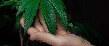 Elevating Organic Cannabis with New Certifications