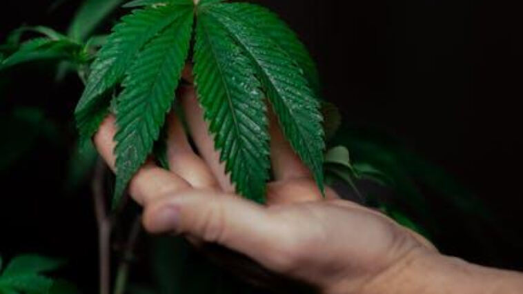 Elevating Organic Cannabis with New Certifications