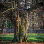 Mold and Pest-Resistant Cannabis Strains