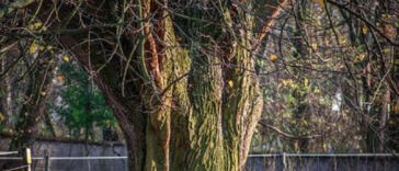 Mold and Pest-Resistant Cannabis Strains