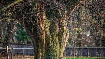 Mold and Pest-Resistant Cannabis Strains