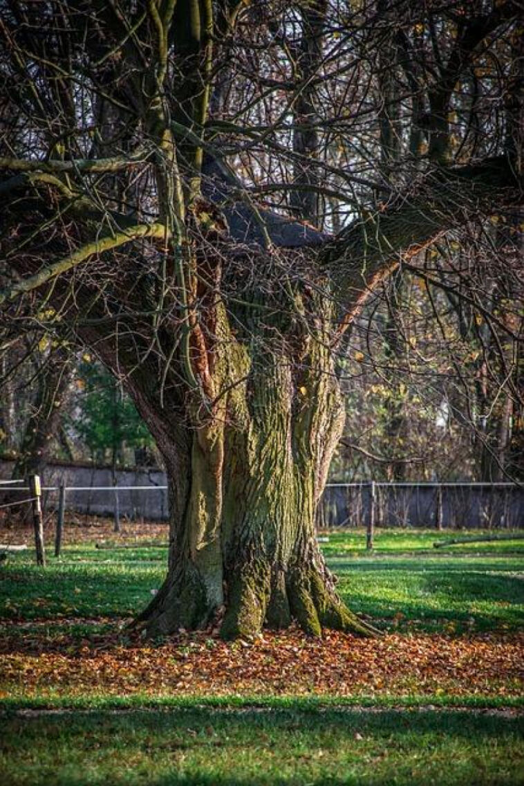 Mold and Pest-Resistant Cannabis Strains