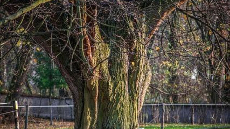 Mold and Pest-Resistant Cannabis Strains