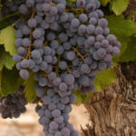 Unveiling the Top Outdoor Cannabis Strains