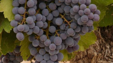 Unveiling the Top Outdoor Cannabis Strains