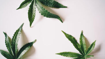 Finding the Perfect Balance: THC vs CBD for Pain Relief
