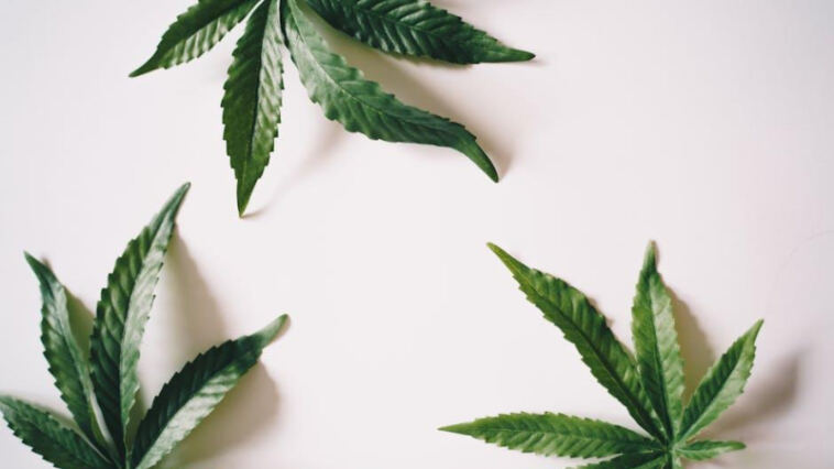 Finding the Perfect Balance: THC vs CBD for Pain Relief