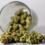 The Budding Synergy: Exploring Weed and Psilocybin Combinations