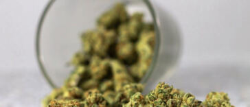 The Budding Synergy: Exploring Weed and Psilocybin Combinations