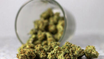 The Budding Synergy: Exploring Weed and Psilocybin Combinations