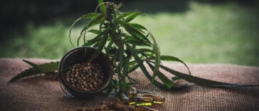 The Calming Effects of CBD on Anxiety