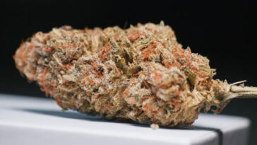 Exploring the High Life: Cannabis Tourism Packages