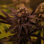 Organic Cannabis Cultivation: Pesticide-Free Growth Tips