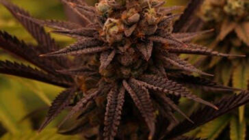 Organic Cannabis Cultivation: Pesticide-Free Growth Tips