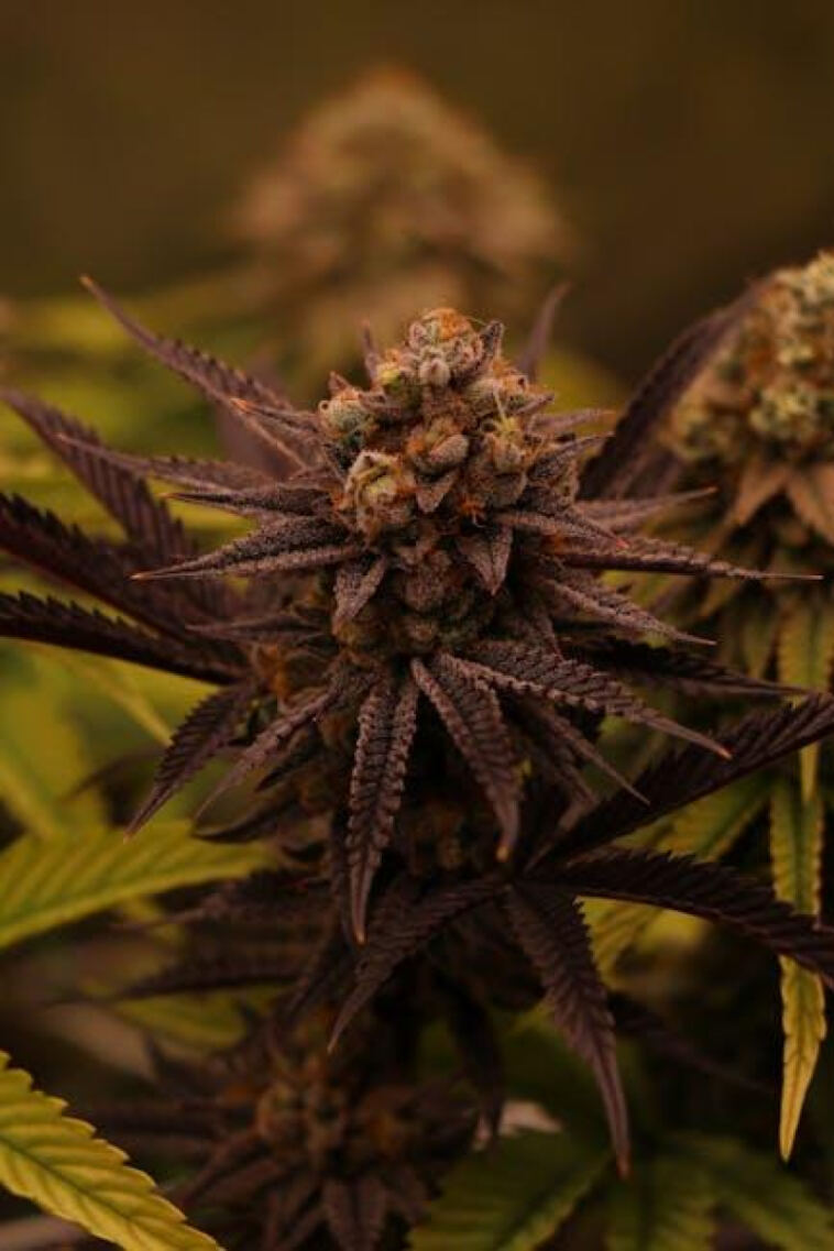 Organic Cannabis Cultivation: Pesticide-Free Growth Tips