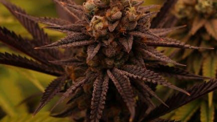 Organic Cannabis Cultivation: Pesticide-Free Growth Tips