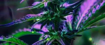 Enlightenment and Pot: Exploring Cannabis in Spiritual Rituals