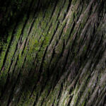 Top Sativa Strains for Productivity: Energize and Stay Focused!