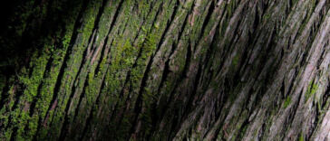 Top Sativa Strains for Productivity: Energize and Stay Focused!