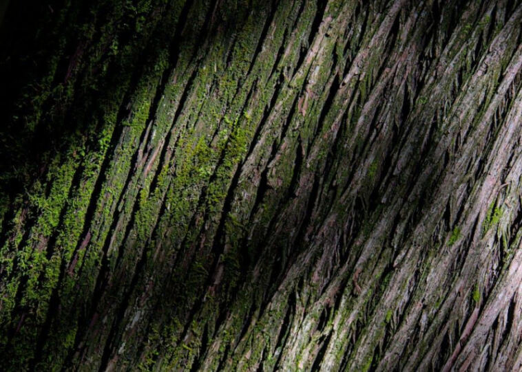 Top Sativa Strains for Productivity: Energize and Stay Focused!