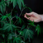 Crafting Potent Cannabis Elixirs: A Beginner’s Guide