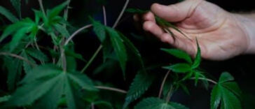 Crafting Potent Cannabis Elixirs: A Beginner’s Guide