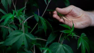 Crafting Potent Cannabis Elixirs: A Beginner’s Guide