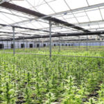 Green Growing: Sustainable Cannabis Cultivation Methods