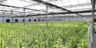 Green Growing: Sustainable Cannabis Cultivation Methods