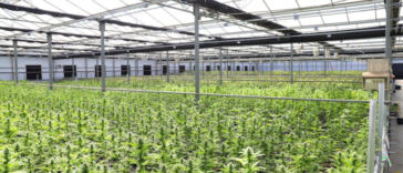 Green Growing: Sustainable Cannabis Cultivation Methods