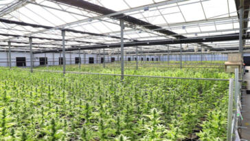 Green Growing: Sustainable Cannabis Cultivation Methods